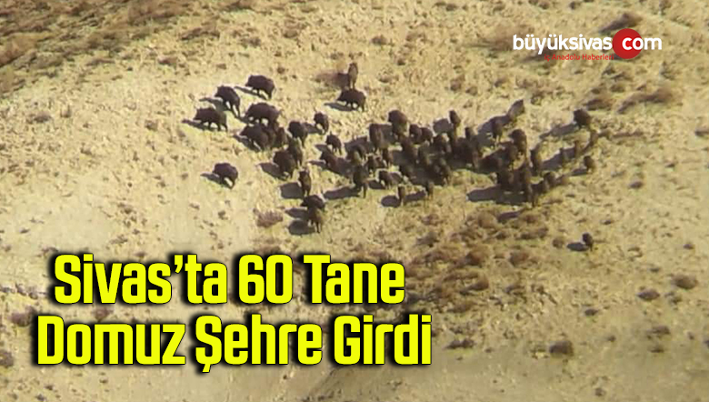 Sivas’ta 60 tane domuz şehre girdi