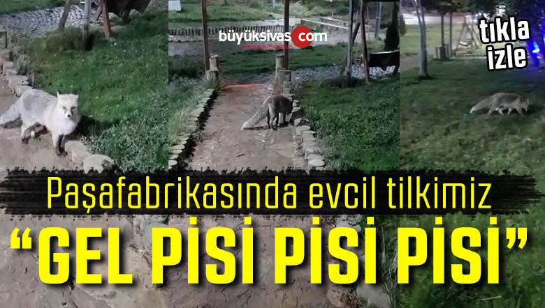 tilki