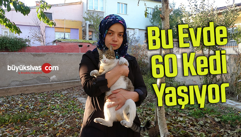 Bu evde 60 kedi yaşıyor