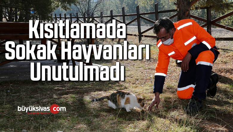 Kısıtlamada sokak hayvanları unutulmadı
