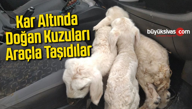 Kar altında doğan kuzuları araçla taşıdılar