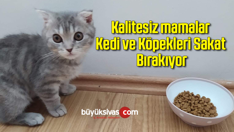 Kalitesiz mamalar kedi ve köpekleri sakat bırakıyor