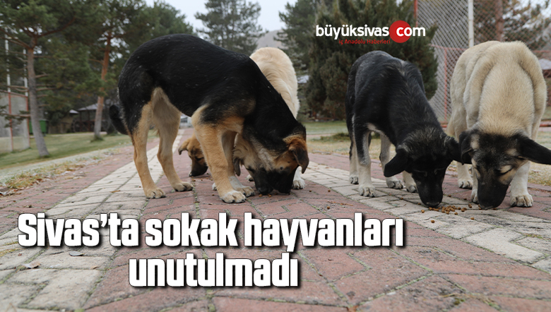 Sivas’ta sokak hayvanları unutulmadı