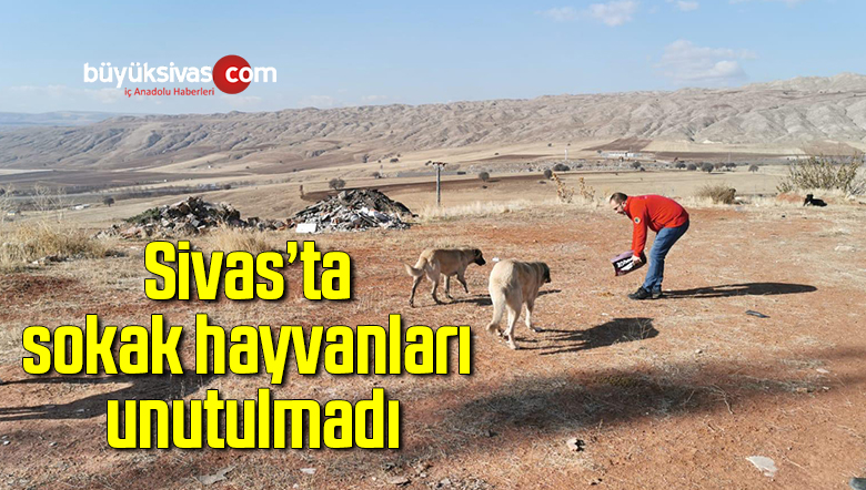 Sivas’ta sokak hayvanları unutulmadı