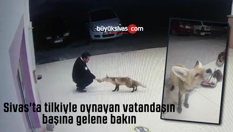 Sivas’ta tilkiyle oynayan vatandaşın başına gelene bakın