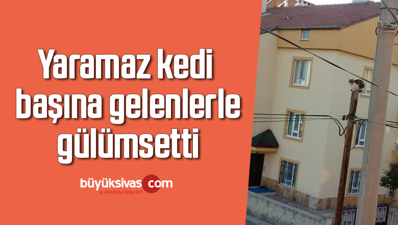 Yaramaz kedi başına gelenlerle gülümsetti
