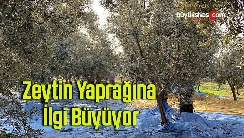 zeytin