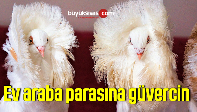 Şampiyon güvercinlerini ev arabayla değişmiyor