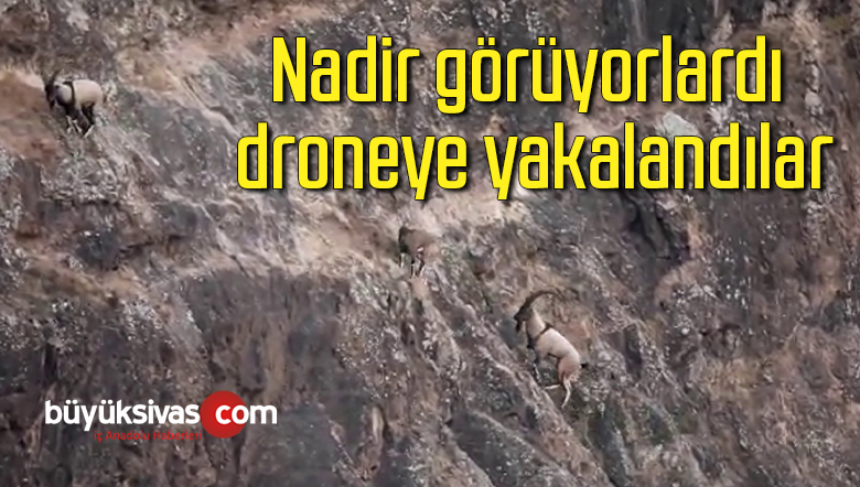 keçi
