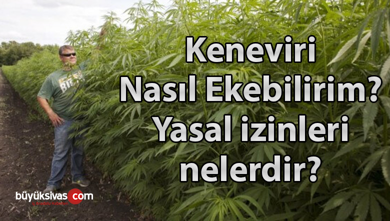 kenevir