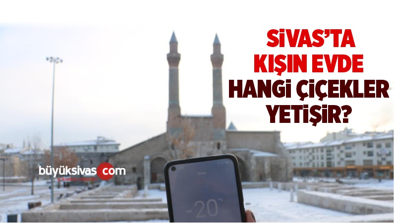 sivasta kışın evde hangi çicek yetişir