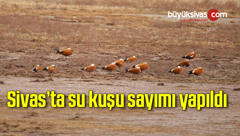 su kuşu