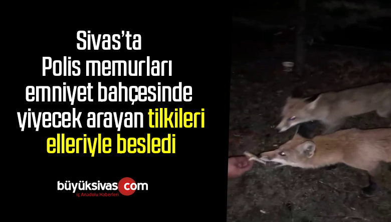 Polis memurları emniyet bahçesinde yiyecek arayan tilkileri elleriyle besledi
