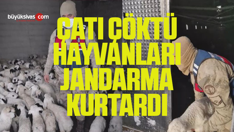 Çatısı Çöken Ahırdaki Hayvanları Jandarma Ekipleri Kurtardı