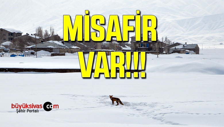 Aç Kalan Tilki, Yavrularıyla Şehir Merkezini Mesken Tuttu