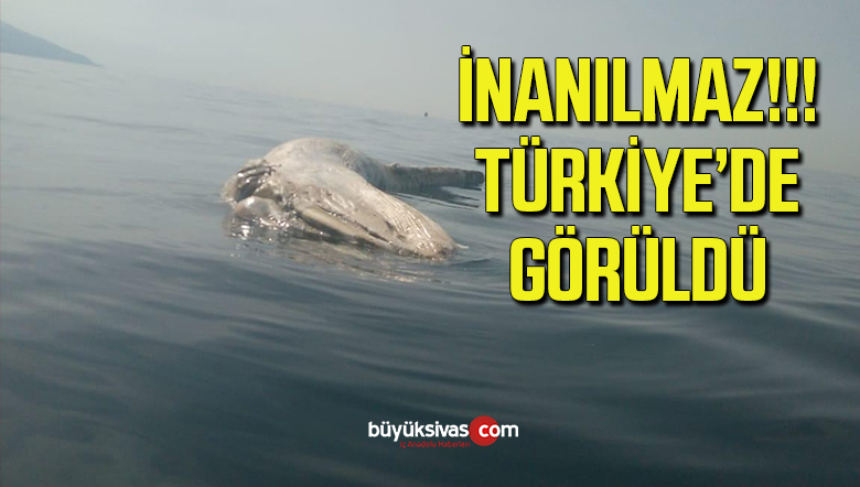 15 Metre Uzunluğunda Ölü Balinaya Rastlandı