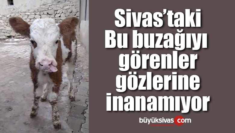 Bu buzağıyı görenler gözlerine inanamıyor