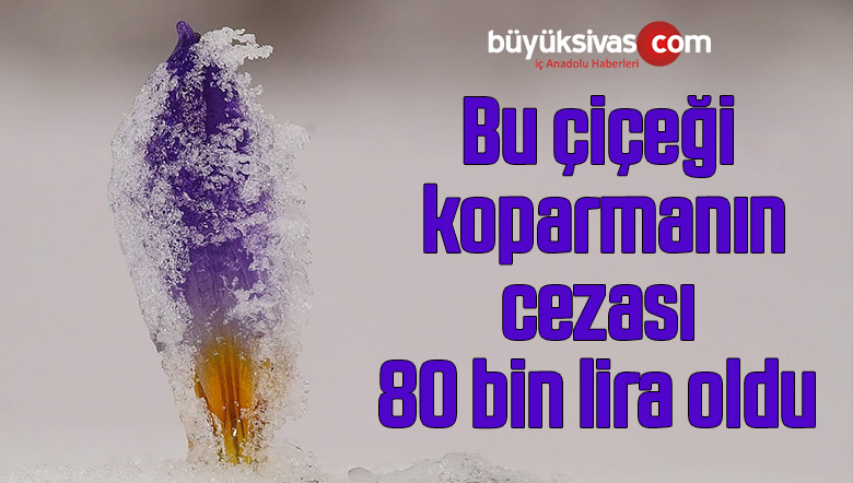 Bu çiçeği koparmanın cezası 80 bin lira oldu