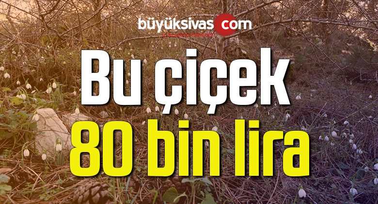 Bu çiçeği koparmanın cezası 80 bin 465 lira