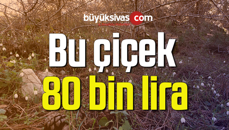 Bu çiçeği koparmanın cezası 80 bin 465 lira