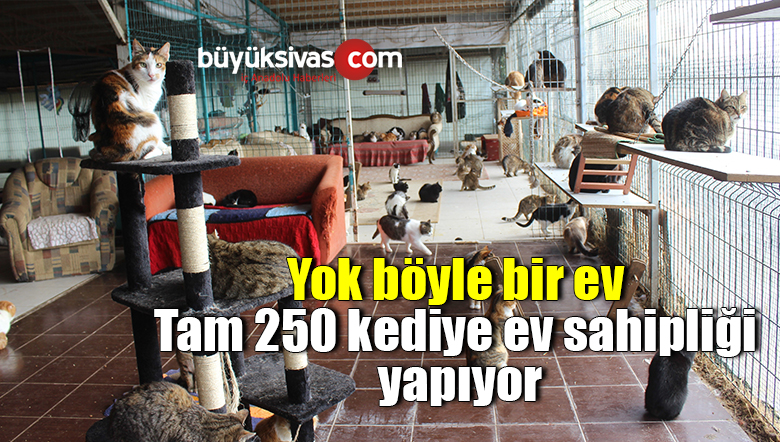 Yok böyle bir ev…Tam 250 kediye ev sahipliği yapıyor