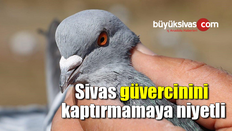 Sivas güvercinini kaptırmamaya niyetli