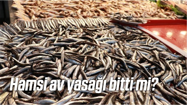 Hamsi av yasağı bitti mi? Hamsinin kilosu ne kadar?