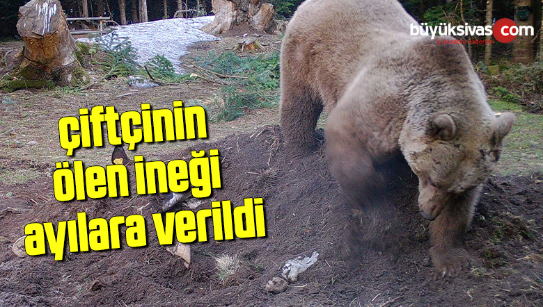 İneği Yiyen Ayı, Kalanını Toprağa Gömdü