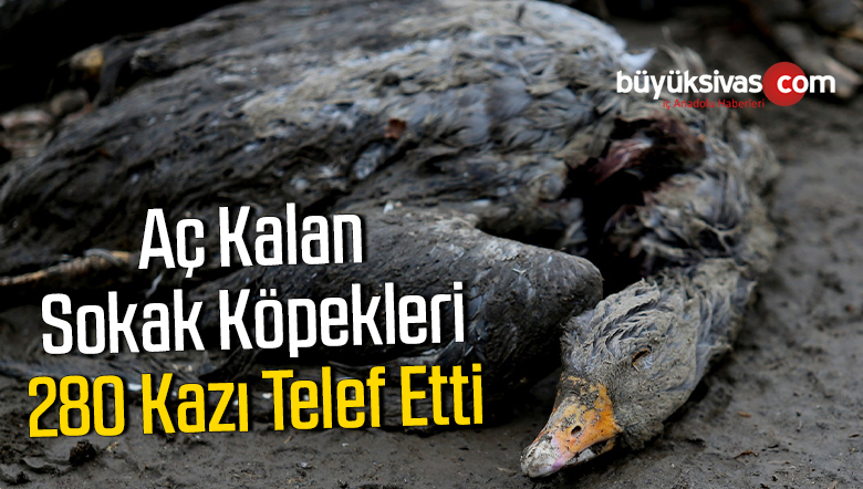 Aç Kalan Sokak Köpekleri 280 Kazı Telef Etti
