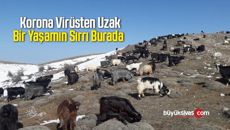 Korona Virüsten Uzak Bir Yaşamın Sırrı Burada