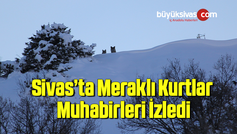 Kurtlar, kendilerini görüntüleyen muhabirleri böyle izledi