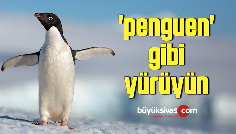 penguen