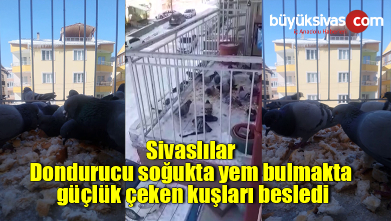 Dondurucu soğukta yem bulmakta güçlük çeken kuşları besledi