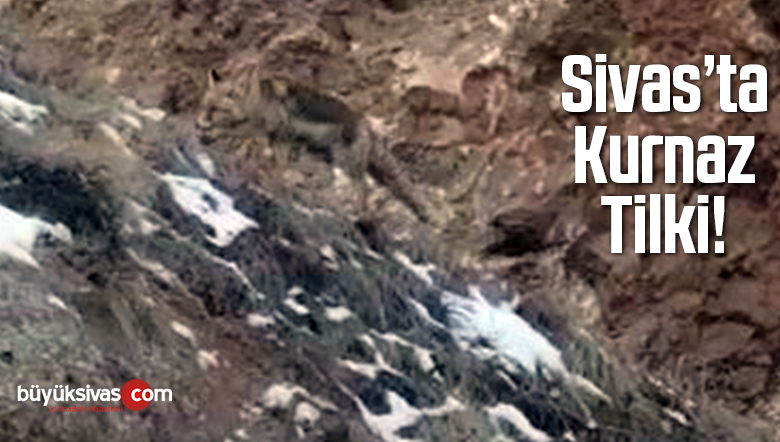 Sivas Paşafabrikasında tilki! Her bölgeden tilki görüntüleri geliyor