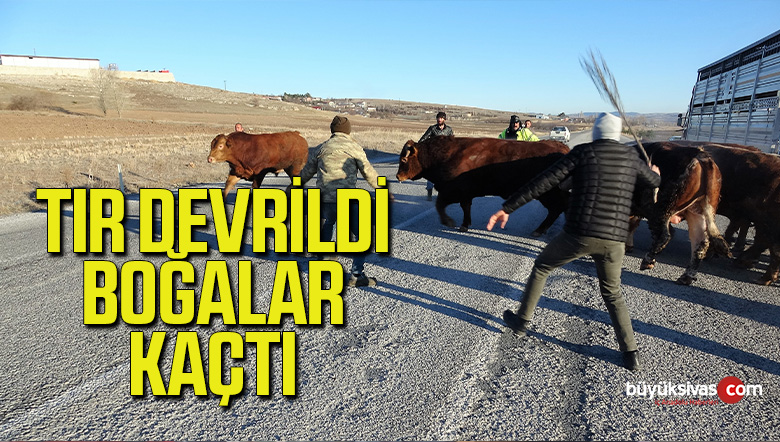 Devrilen Tırdan Boğalar Yola Kaçtı, Yakalamak Kolay Olmadı