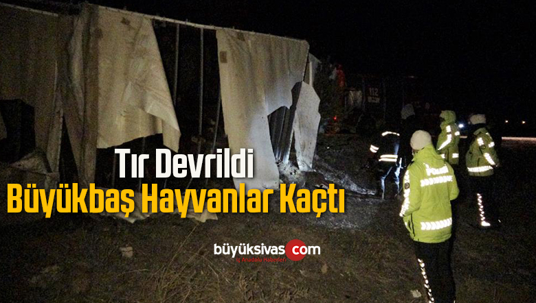 büyükbaş hayvanlar