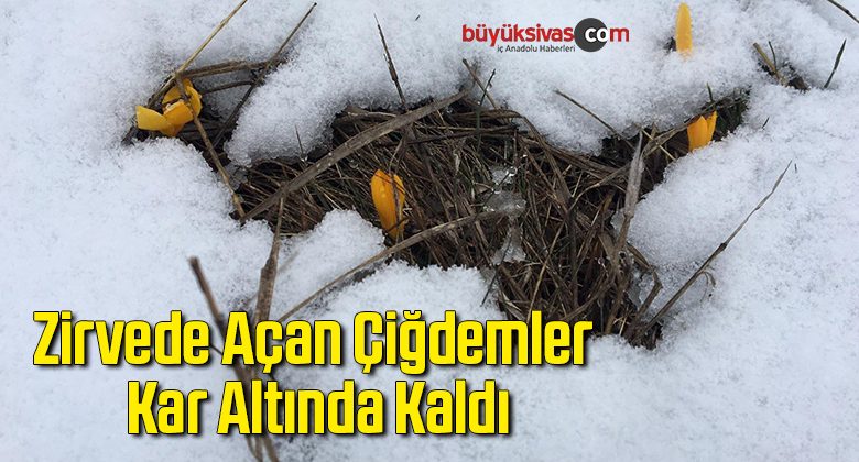 Zirvede açan Çiğdemler kar altında kaldı