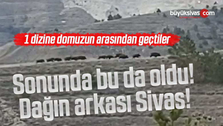 Bölge trafiğin üst tarafında 1 dizine domuz görüntülendi