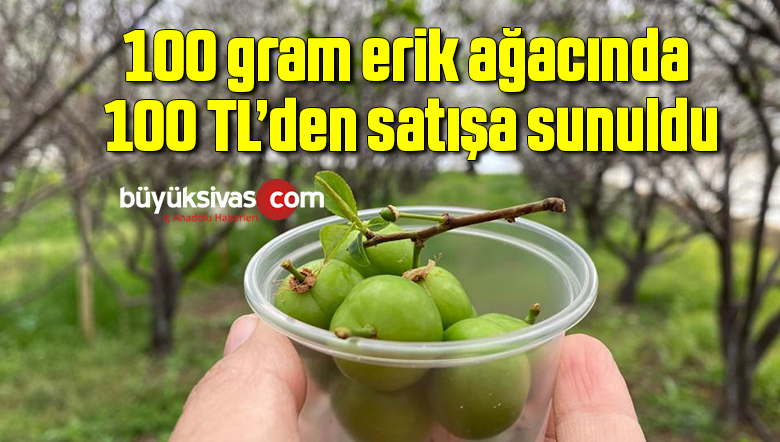 100 gram erik ağacında 100 TL’den satışa sunuldu