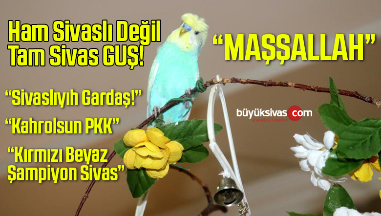 Sivasspor taraftarı muhabbet kuşu PKK’ya böyle beddua ediyor