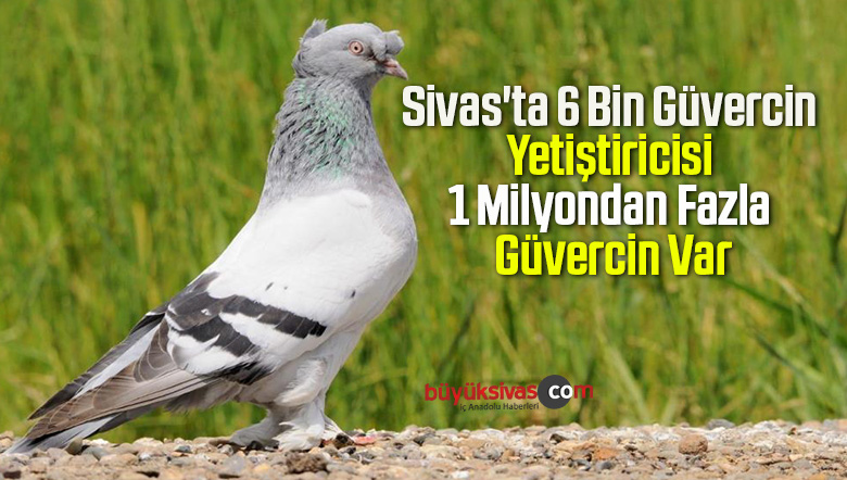 güvercin