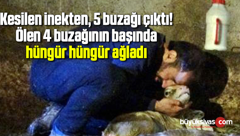Kesilen inekten, 5 buzağı çıktı! Ölen 4 buzağının başında hüngür hüngür ağladı