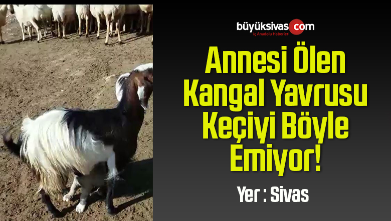 Sivas’ta Annesi Ölen Kangal Yavrusu Keçiyi Emiyor