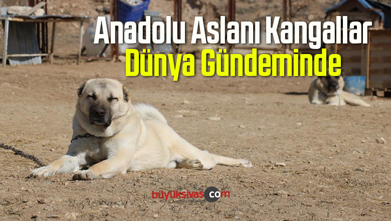 Dünyanın En Güçlü Koruma Köpeği Kangallar Dünya Gündeminde