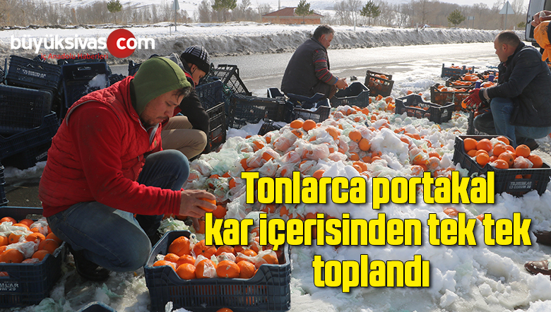 Tonlarca portakal kar içerisinden tek tek toplandı