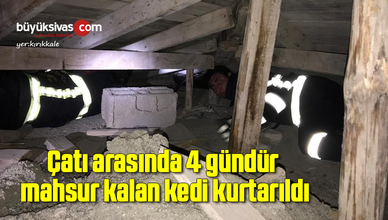 Çatı arasında 4 gündür mahsur kalan kedi kurtarıldı