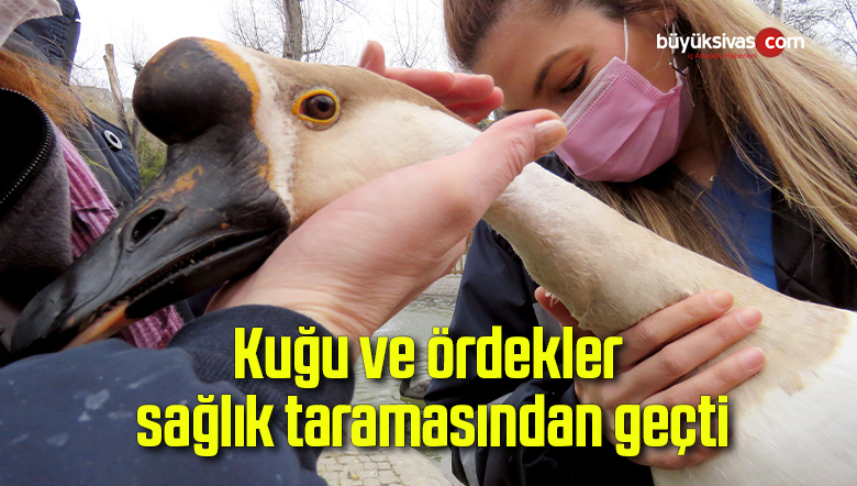 Kuğu ve ördekler sağlık taramasından geçti