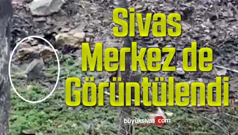 Sivas Merkez de Görüntülendi! Merkez de Görünmesi Normal mi?