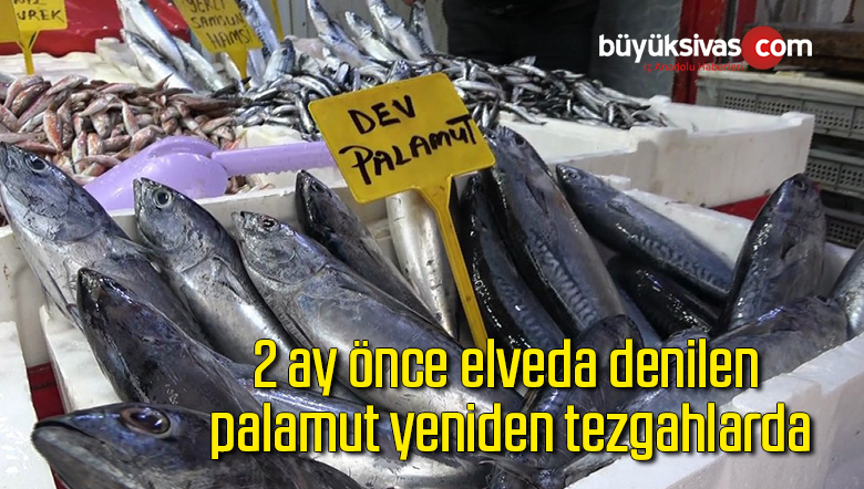 2 ay önce elveda denilen palamut yeniden tezgahlarda