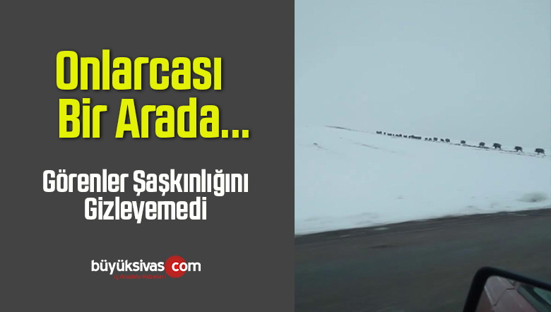 Onlarcası Bir Arada Görüldü, Görenler Şaşkınlığını Gizleyemedi